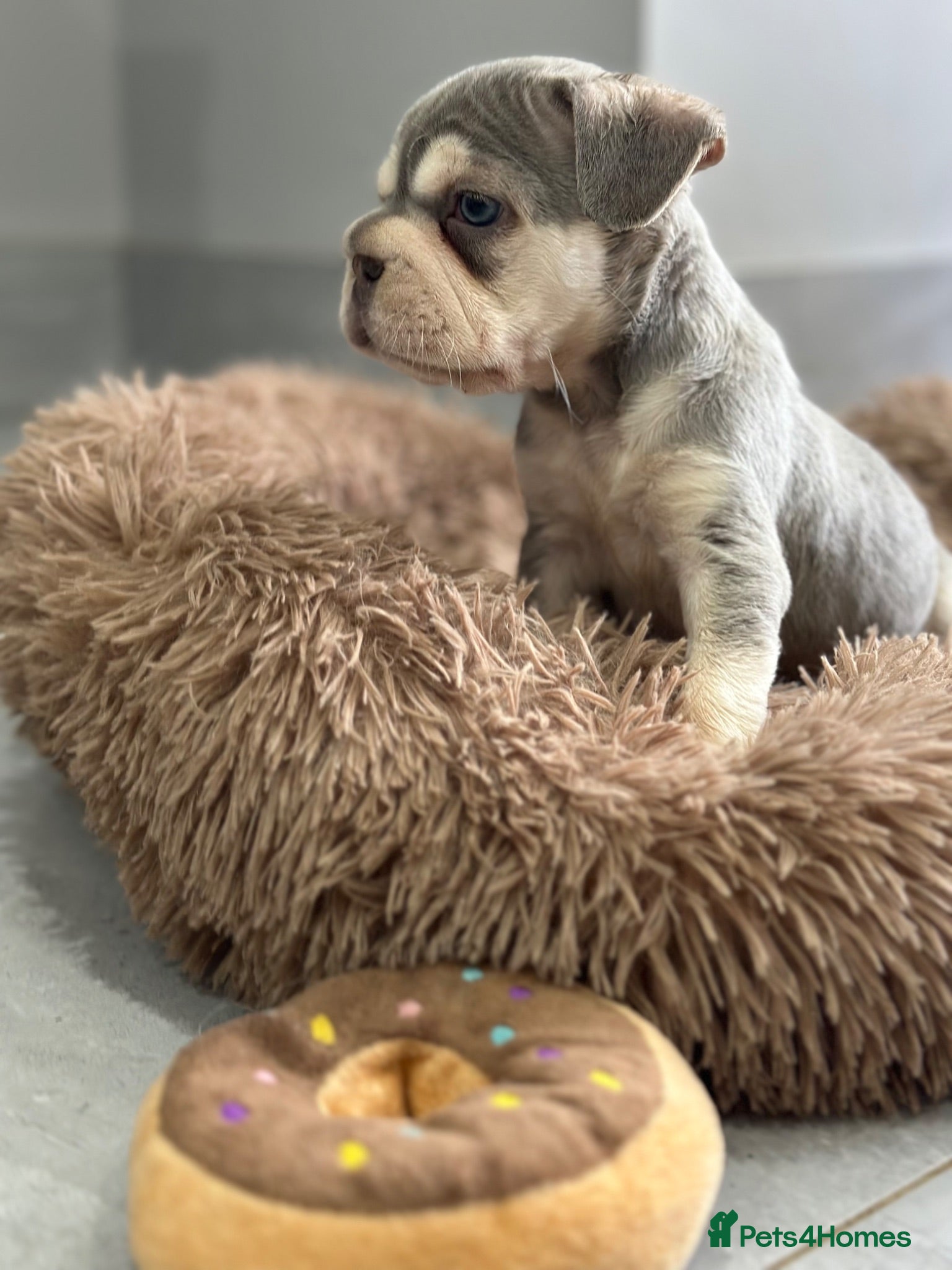 French Bulldog dogs French bulldog puppies  - Advert 10