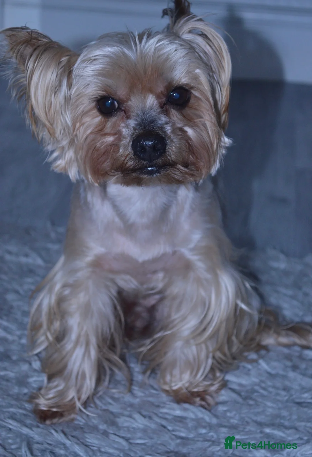 Yorkshire Terrier dogs for stud: 5.1 kg Yorkshire Terrier Stud - Advert 4