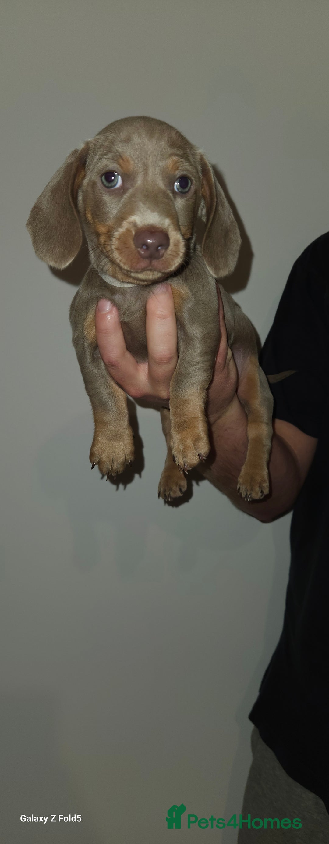 Miniature Dachshund dogs for sale: Silver and Tan Miniature Dachshunds  - Image 10