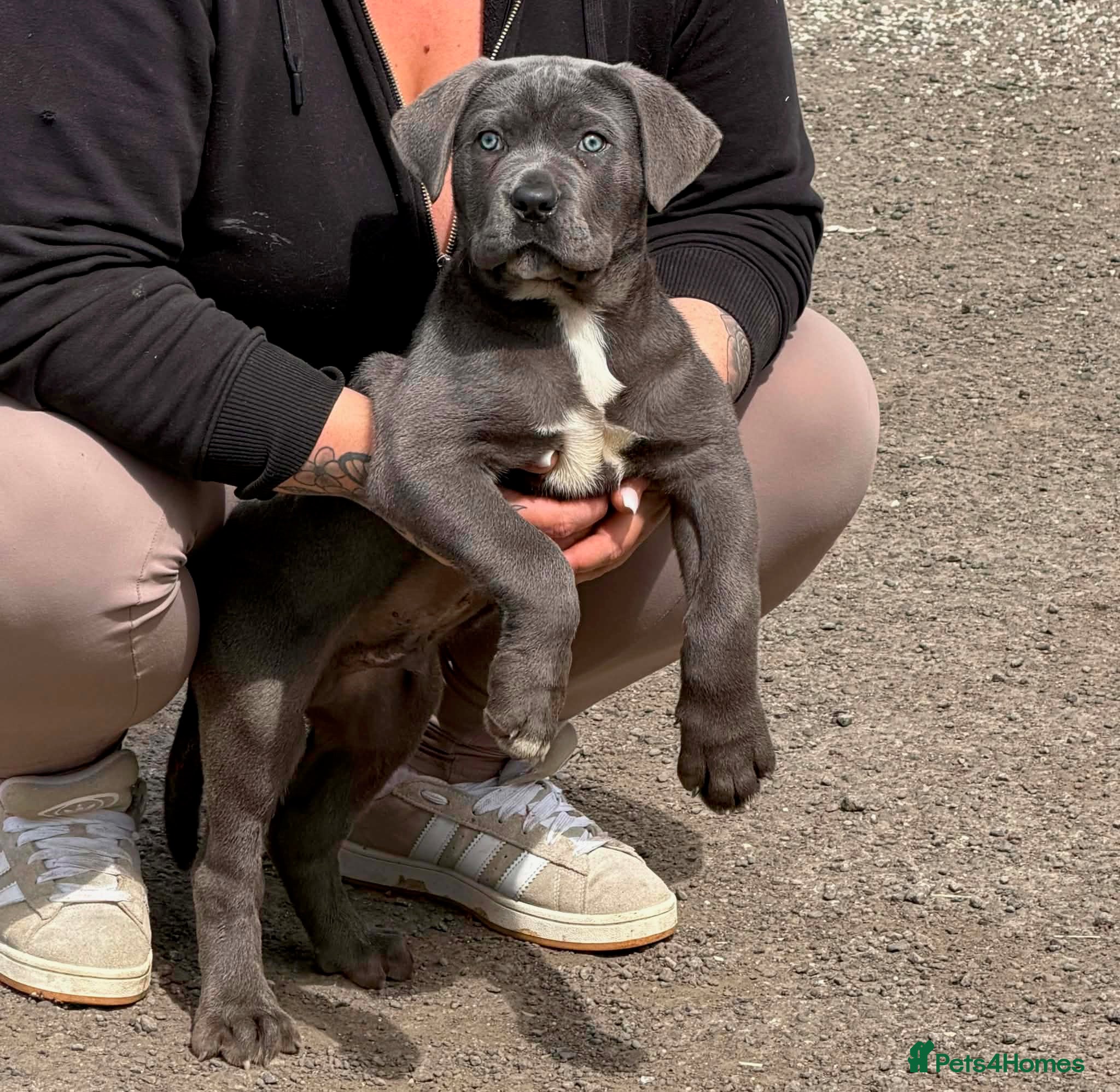 Cane Corso dogs Cane corso pups - Advert 1