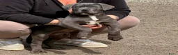 Cane Corso dogs for sale: Cane corso pups - Advert 1