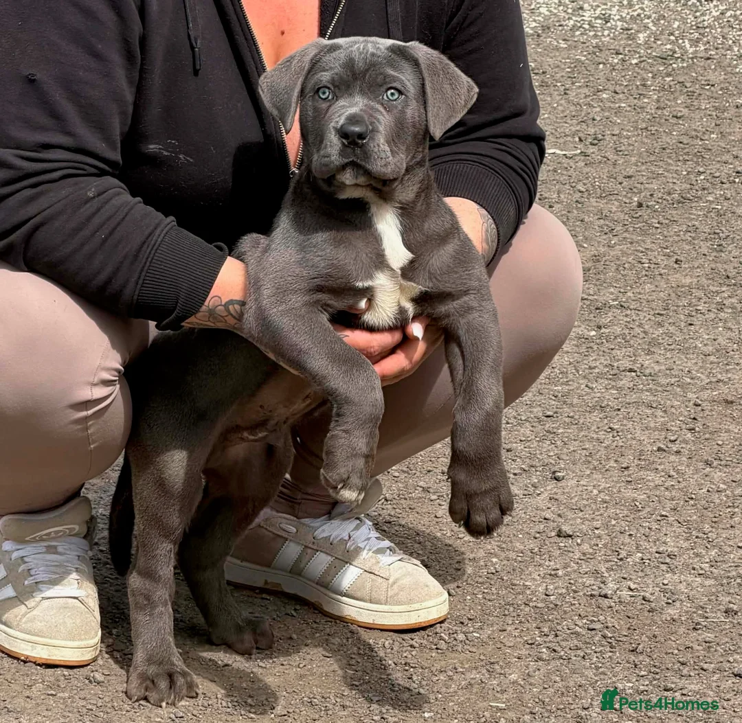 Cane Corso dogs for sale: Cane corso pups - Advert 1