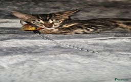 Bengal cats for sale: SHOW QUALITY BABIES  in Andover - Image 8