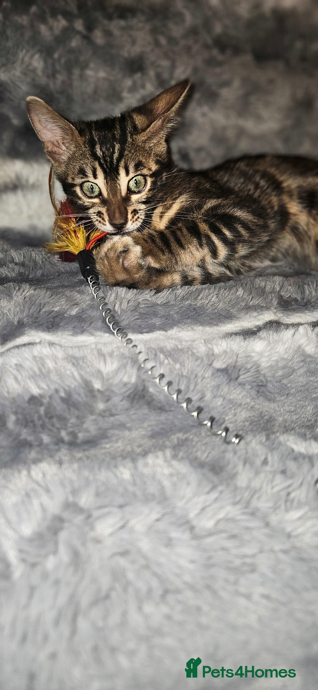 Bengal cats for sale: SHOW QUALITY BABIES  in Andover - Image 8