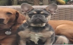 French Bulldog dogs for sale: Stunning kc reg French bulldog sisters  - Image 9