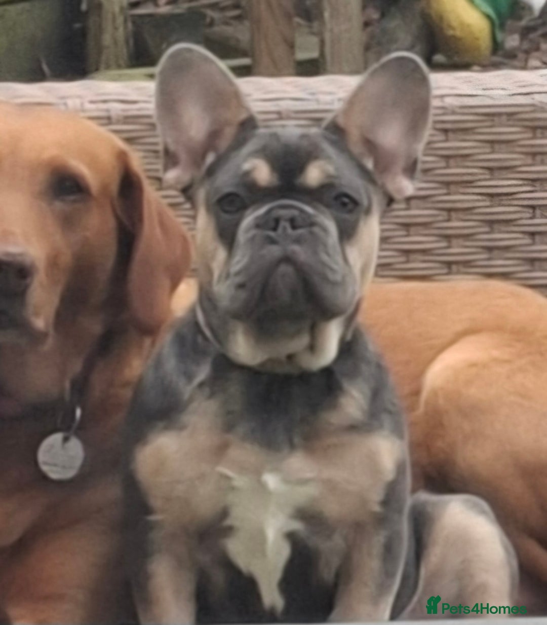 French Bulldog dogs for sale: Stunning kc reg French bulldog sisters  - Image 9