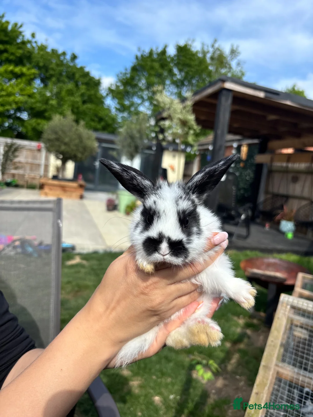 Mixed Breed rabbits for sale: Mixed breed rabbits  in Norwich - Advert 1