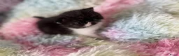 Persian cats for sale: Exotic long hair Persian kittens - Advert 18