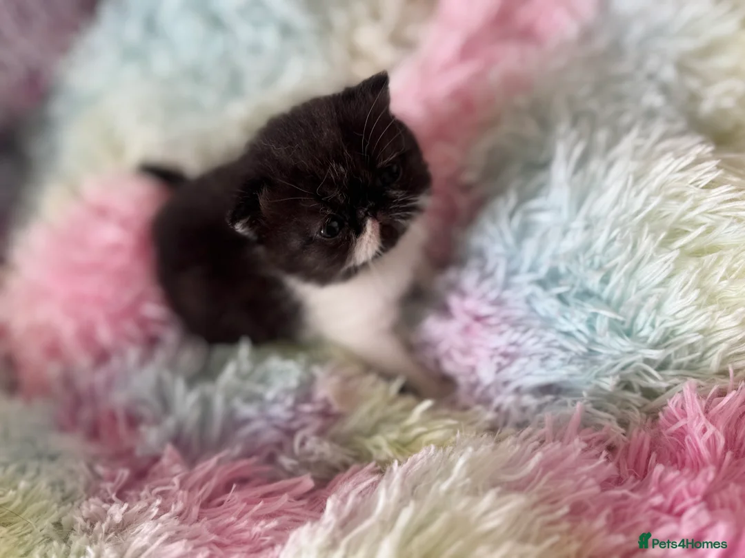 Persian cats for sale: Persian kittens 1 short 😊 - Advert 18