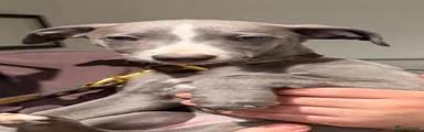 Whippet 2