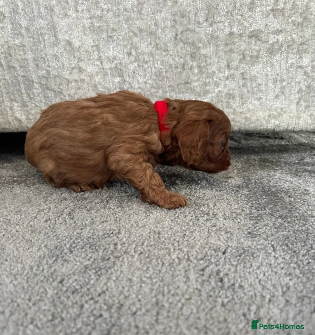 Cavalier King Charles Spaniel dogs for sale: Beautiful Cavalier King Charles Spaniel Puppies in Coventry - Advert 2
