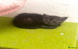 British Shorthair cats for sale: British Shorthair Kittens  - Image 3