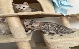 Bengal cats for sale: Beautiful Bengal kittens  in Cambridge - Image 7