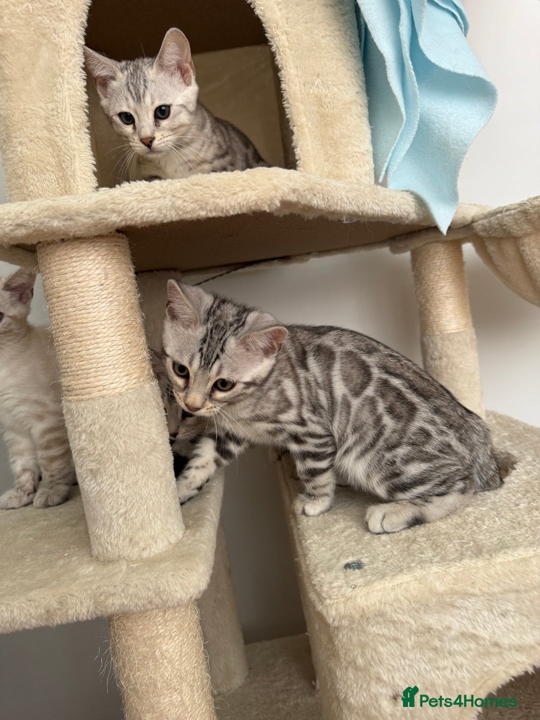 Bengal cats for sale: Beautiful Bengal kittens  in Cambridge - Image 7