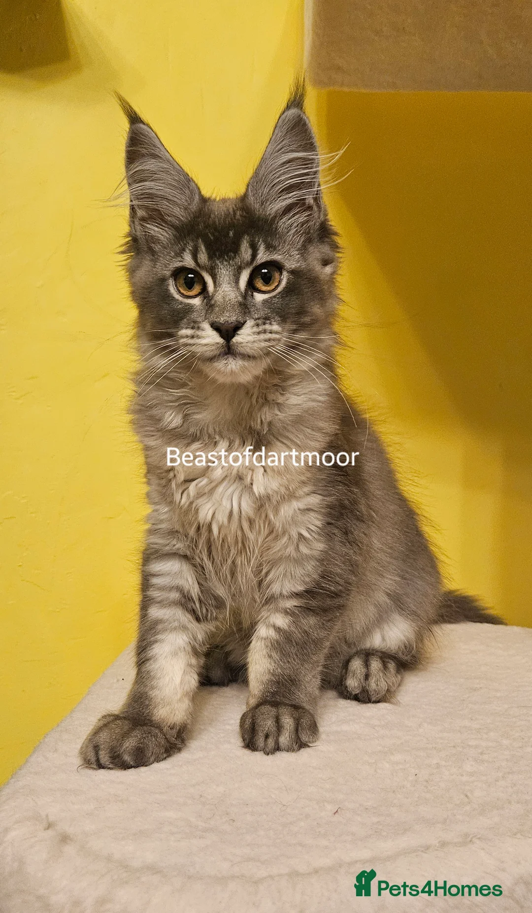Maine Coon cats for sale: TICA Registered Maine Coon Kitten - Advert 9