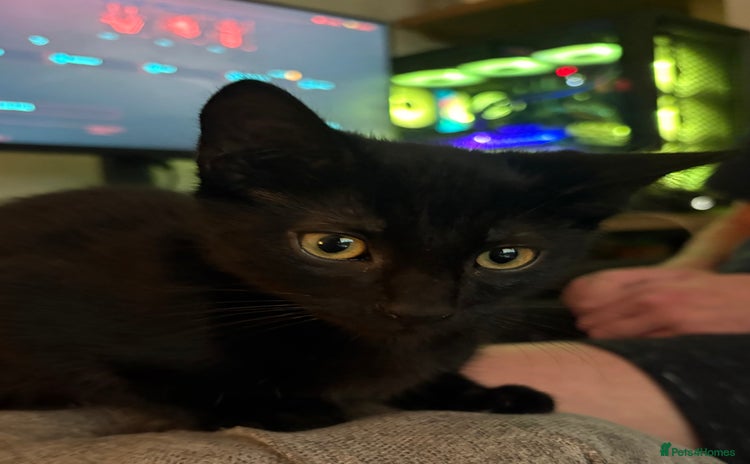 Mixed Breed cats for sale - Advert 1