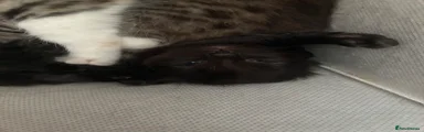 Domestic Shorthair 3