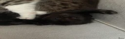 Domestic Shorthair cats for sale: Kittens looking for forever families 🫶🏼 - Advert 13