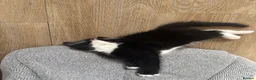 American Shorthair cats for sale: Last loving girl ready for her forever home  - Advert 7