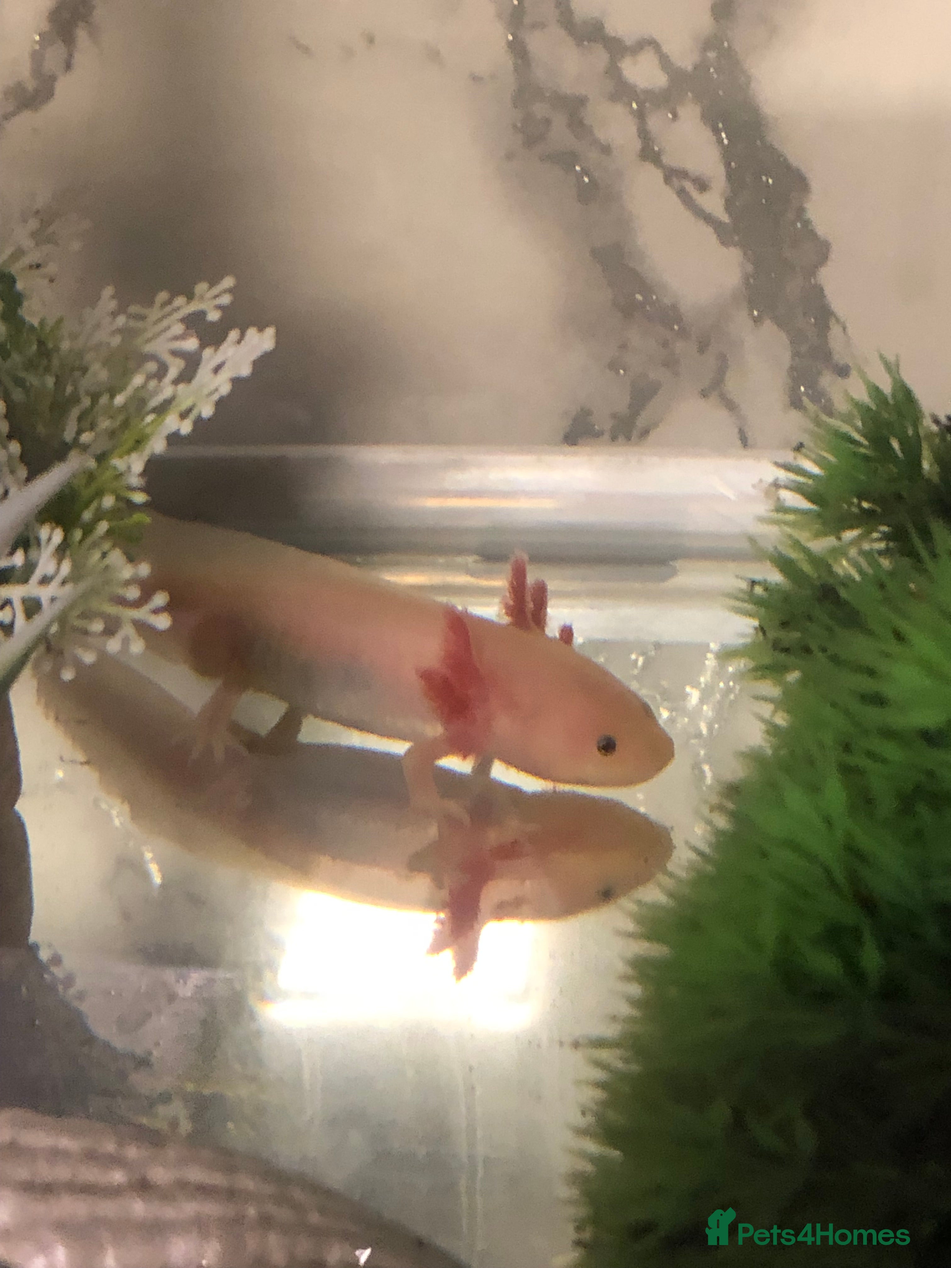 Axolotl reptiles Axolotl for sale - Advert 1