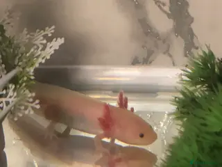 Axolotl reptiles Axolotl for sale - Advert 1