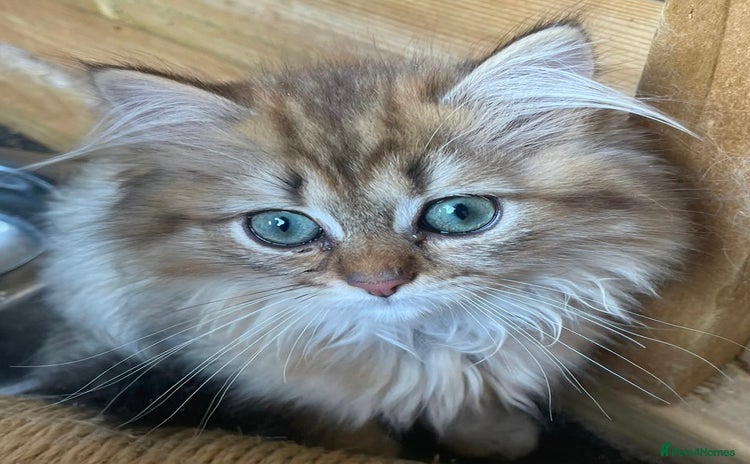 Persian cats - Advert 6
