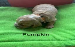 Cocker Spaniel dogs for sale: Exceptional KC registered Show Cocker Spaniels  - Image 19