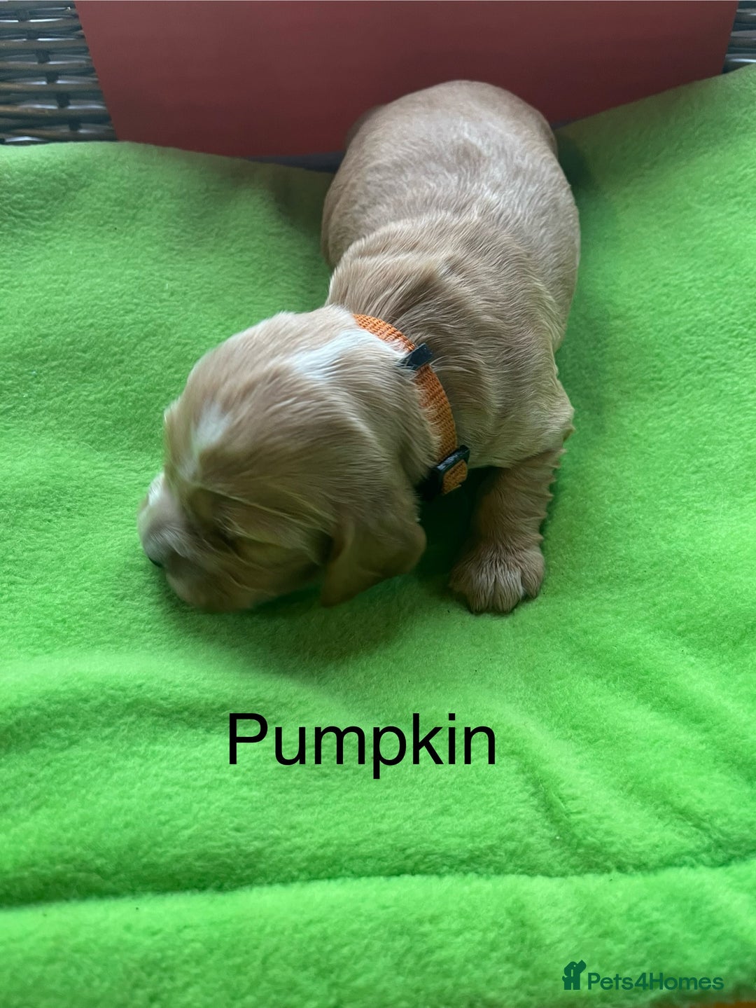 Cocker Spaniel dogs for sale: Exceptional KC registered Show Cocker Spaniels  - Image 19