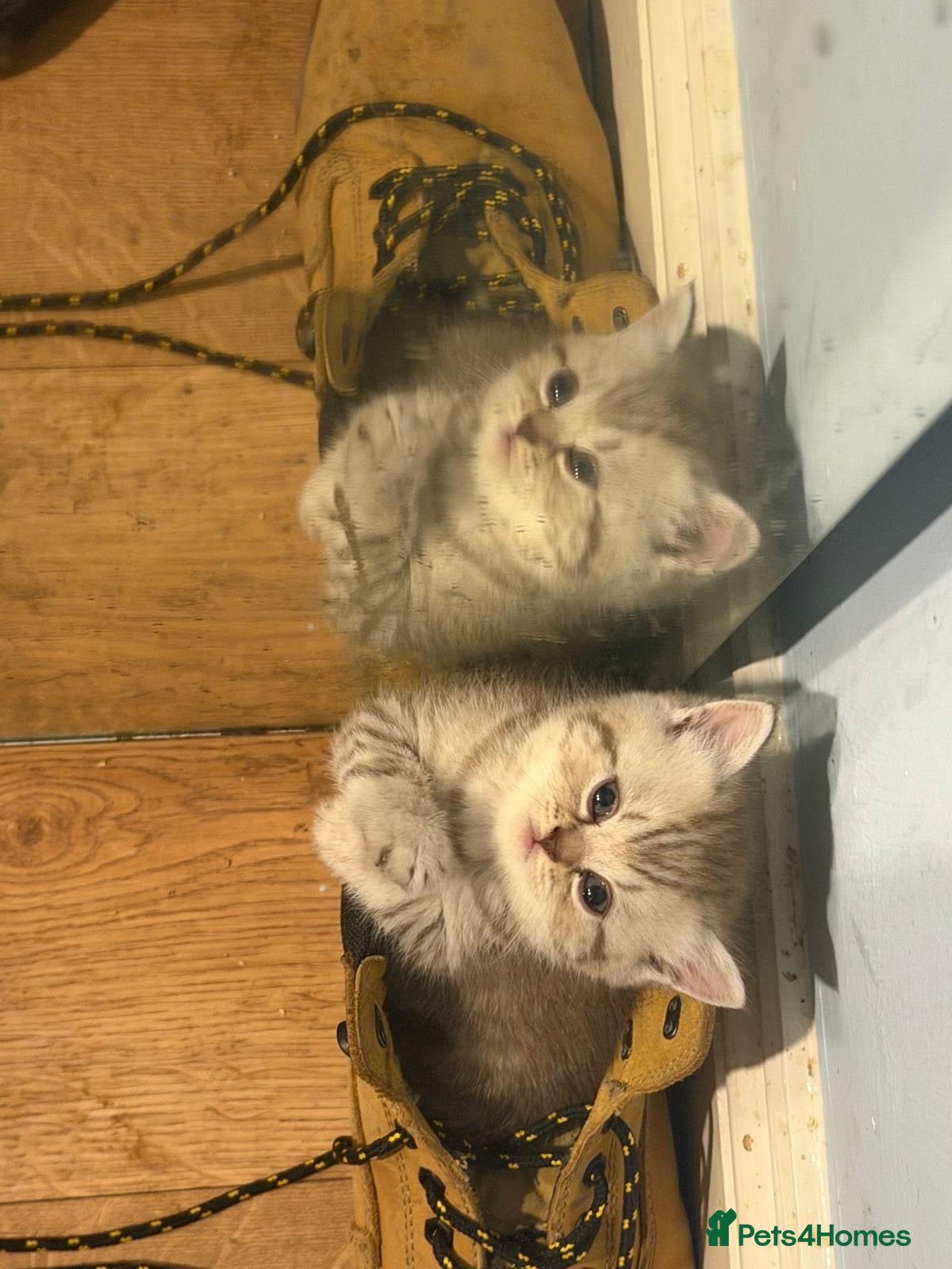 Mixed Breed cats 4 bundle of fluff READY NOW Scottish fold x BSH  - Advert 2