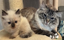 Ragdoll cats for sale: 4 Prebred Ragdolls kittens for sale - Image 19