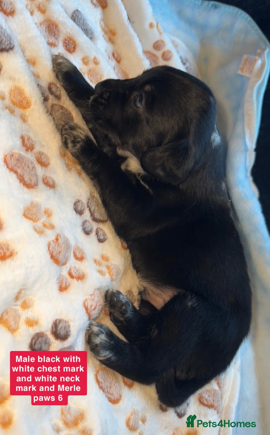 Mixed Breed dogs for sale: BLUE EYED RARE Genetic Merle Sprollies - Advert 11