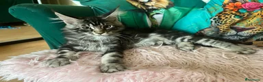 Maine Coon 3
