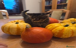 Persian cats for sale: Persian Cross tabby kittens for sale - Image 3