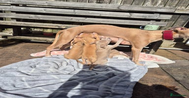 Whippet dogs - Advert 11