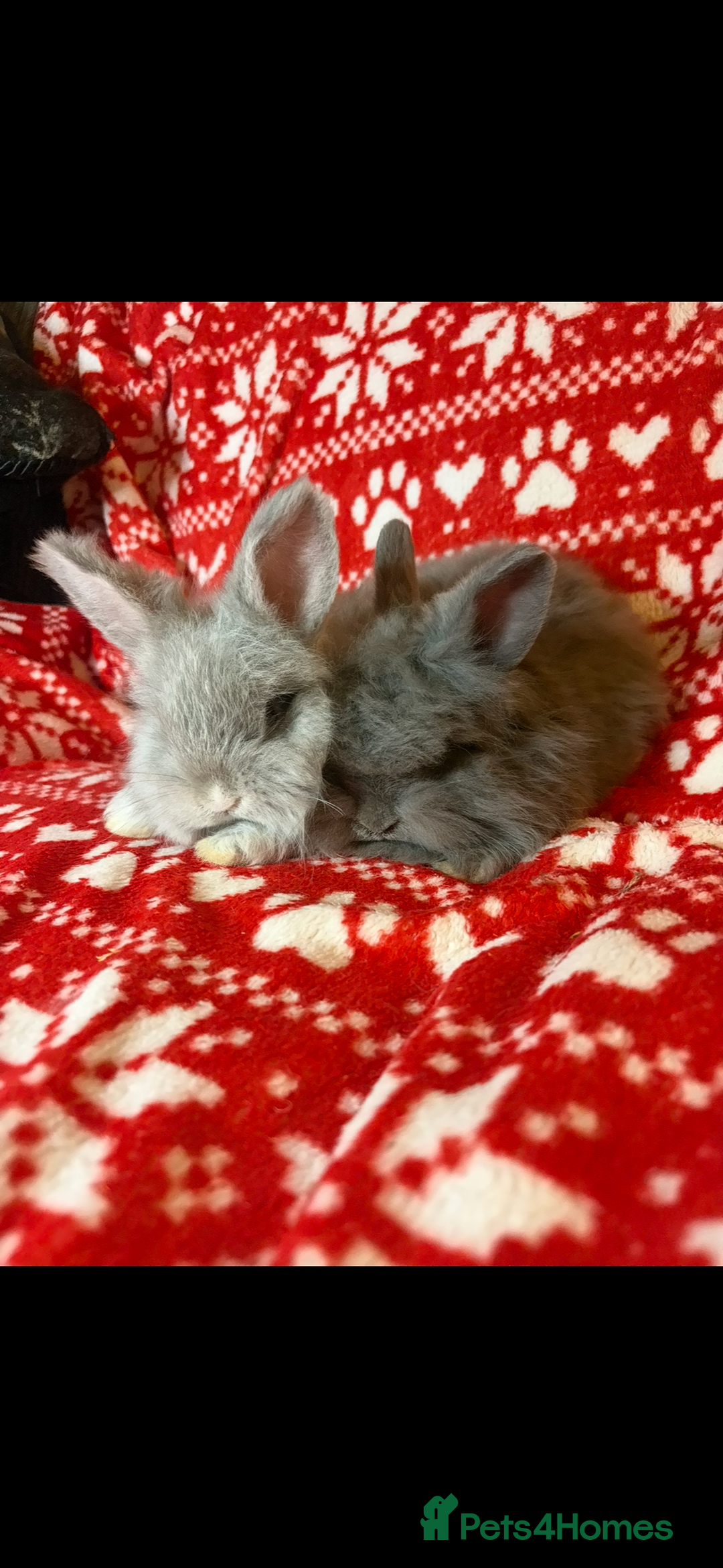 Mini Lop rabbits for sale: Gorgeous little mini lop baby bunnies ready now - Image 10