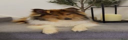Rough Collie dogs for sale: KC Registered Rough Collie – 10 Months- £1,700 - Advert 2