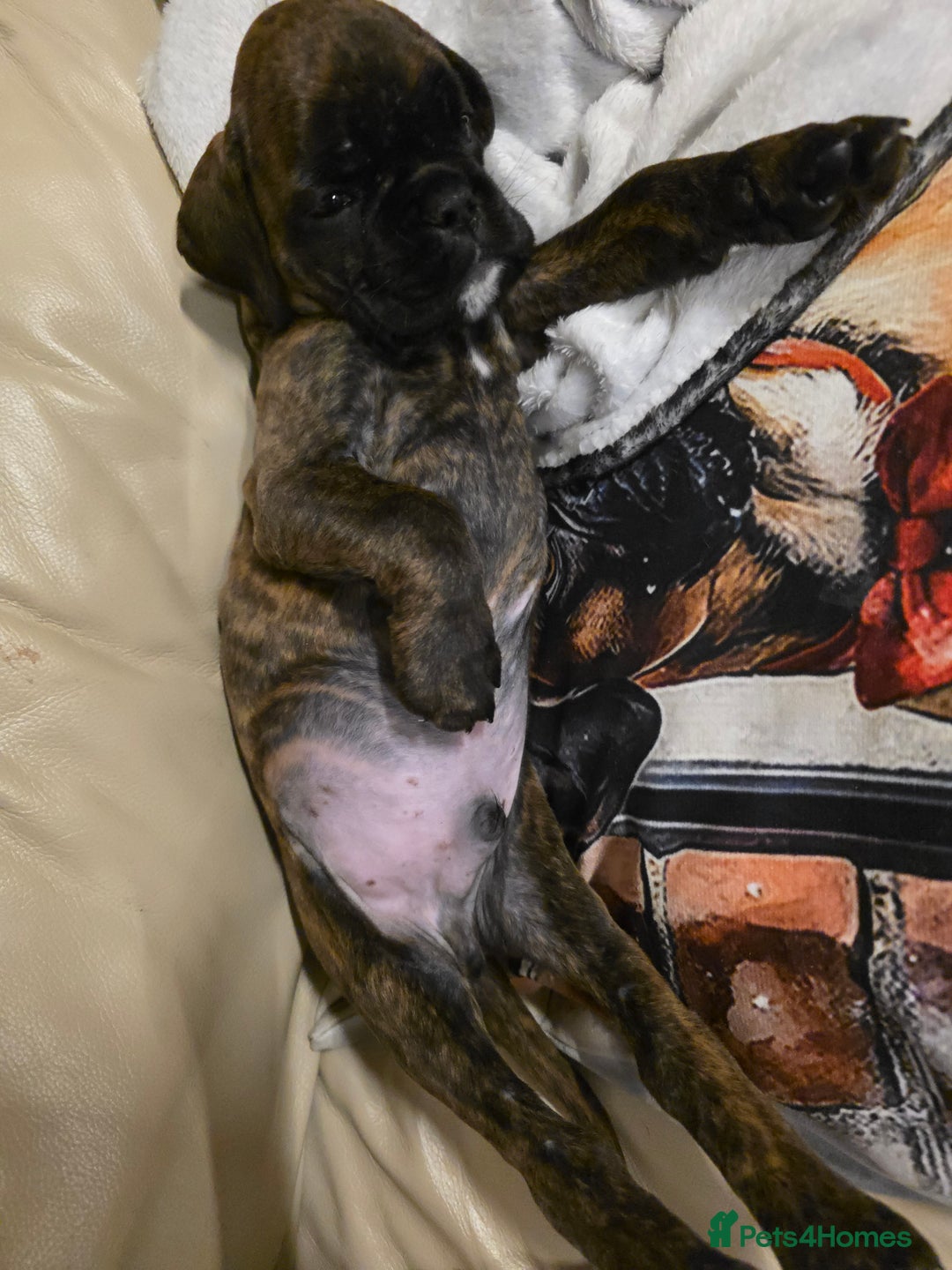 Boxer dogs for sale: Part European quality KC Reg Boxers - Advert 22