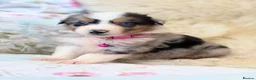 Bernese Mountain Dog dogs for sale: Stunning boy and girls available  - Advert 10