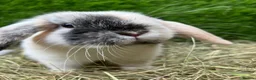 Mini Lop rabbits for sale: Harli mini lop male - Advert 2