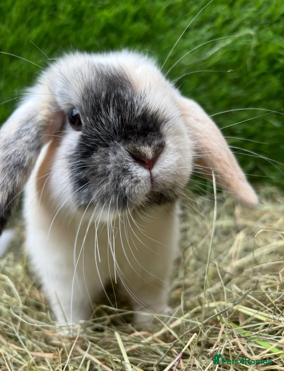 Mini Lop rabbits for sale: Harli mini lop male - Advert 2