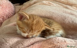 Domestic Shorthair cats for sale: 🐾Sorry….All REHOMED now 🥰 🐾 - Advert 34