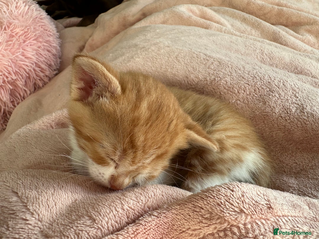 Domestic Shorthair cats for sale: 🐾Sorry….All REHOMED now 🥰 🐾 - Advert 34