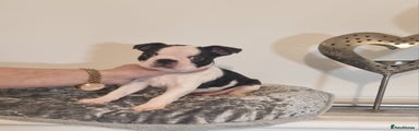 Boston Terrier Puppy 5