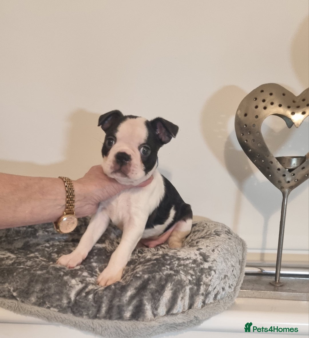 Boston Terrier dogs for sale: Boston Terrier Puppies  - Advert 32