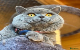 British Shorthair cats for sale: GCCF active mum and daughter blue BSH - Image 5