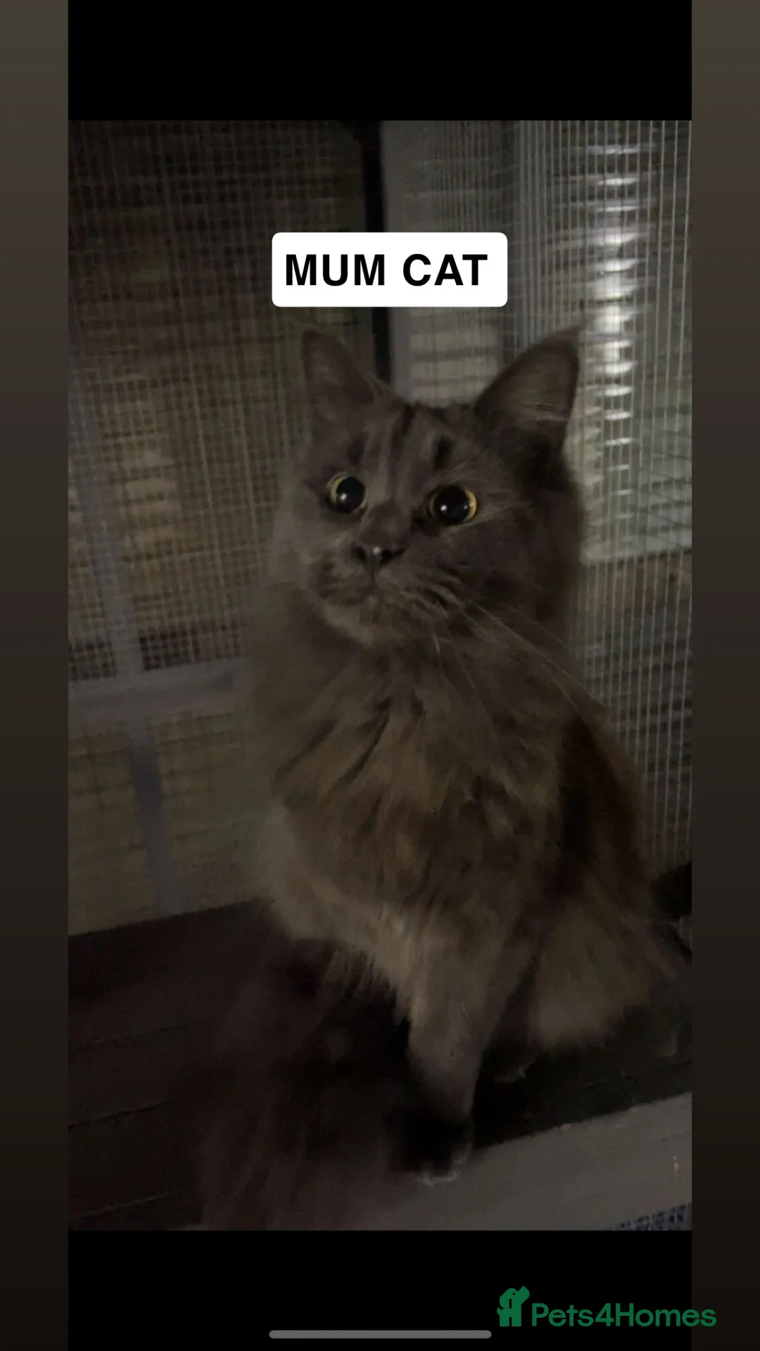 Maine Coon cats for sale: Four beautiful mainecoon/ragdoll kittens - Advert 13