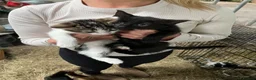 Mixed Breed cats for sale: Beautiful kittens for sale - Advert 1