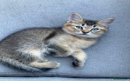 British Shorthair cats for sale: LAST ONE Golden black Tipped BSH kitten - Image 12