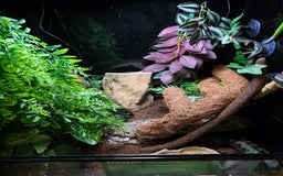 Gecko reptiles for sale: Female Madagascar high red giant day gecko - Image 3