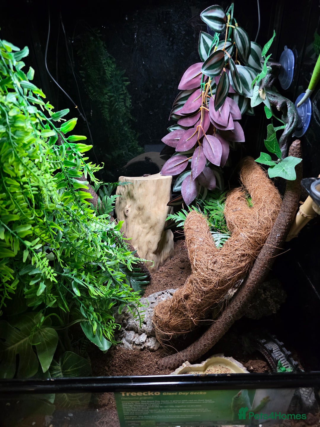 Gecko reptiles for sale: Female Madagascar high red giant day gecko - Image 3